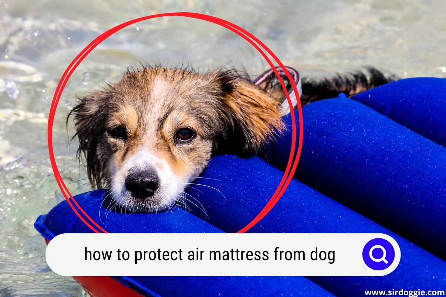 how to protect air mattress from dog