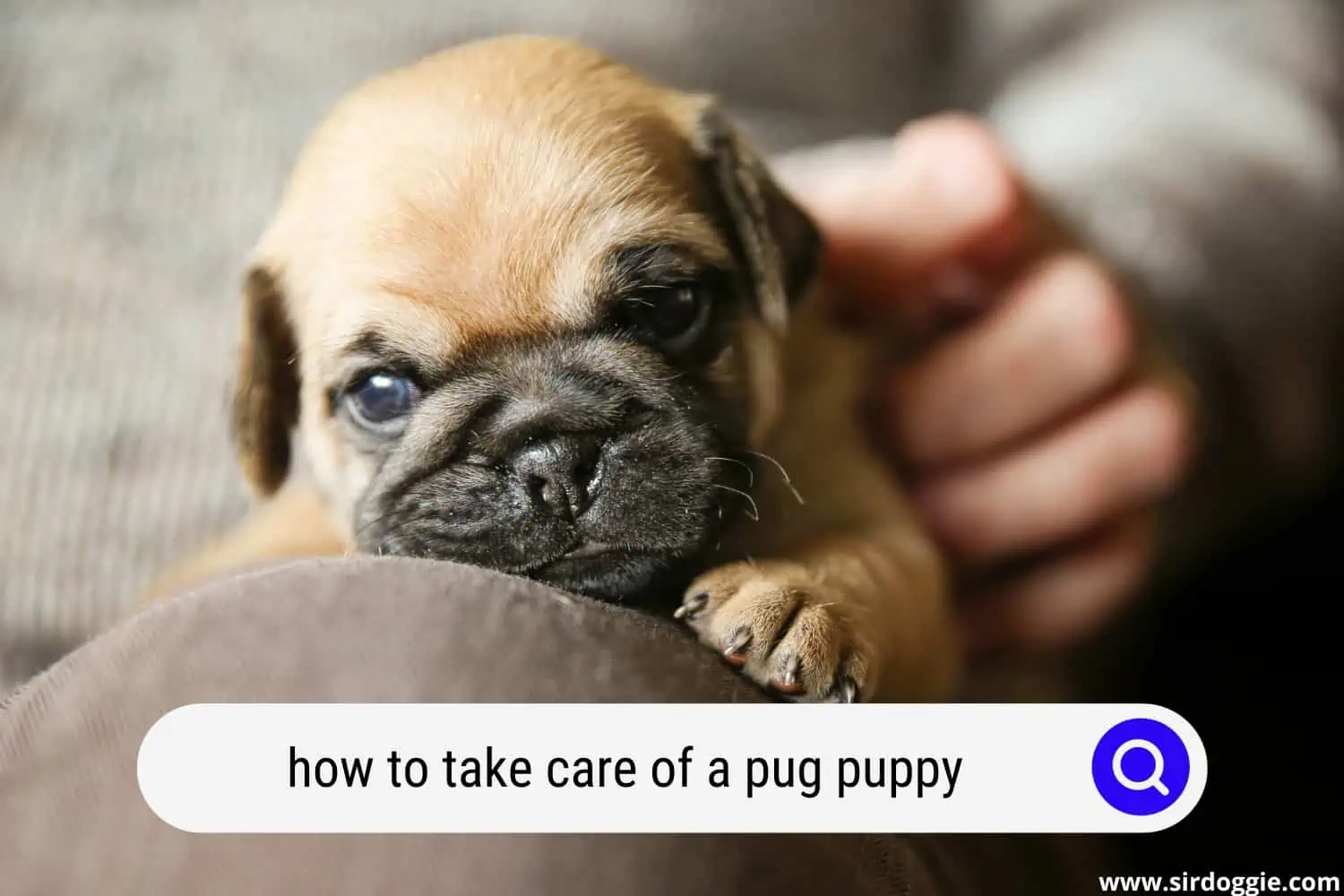 how to take care of a pug puppy