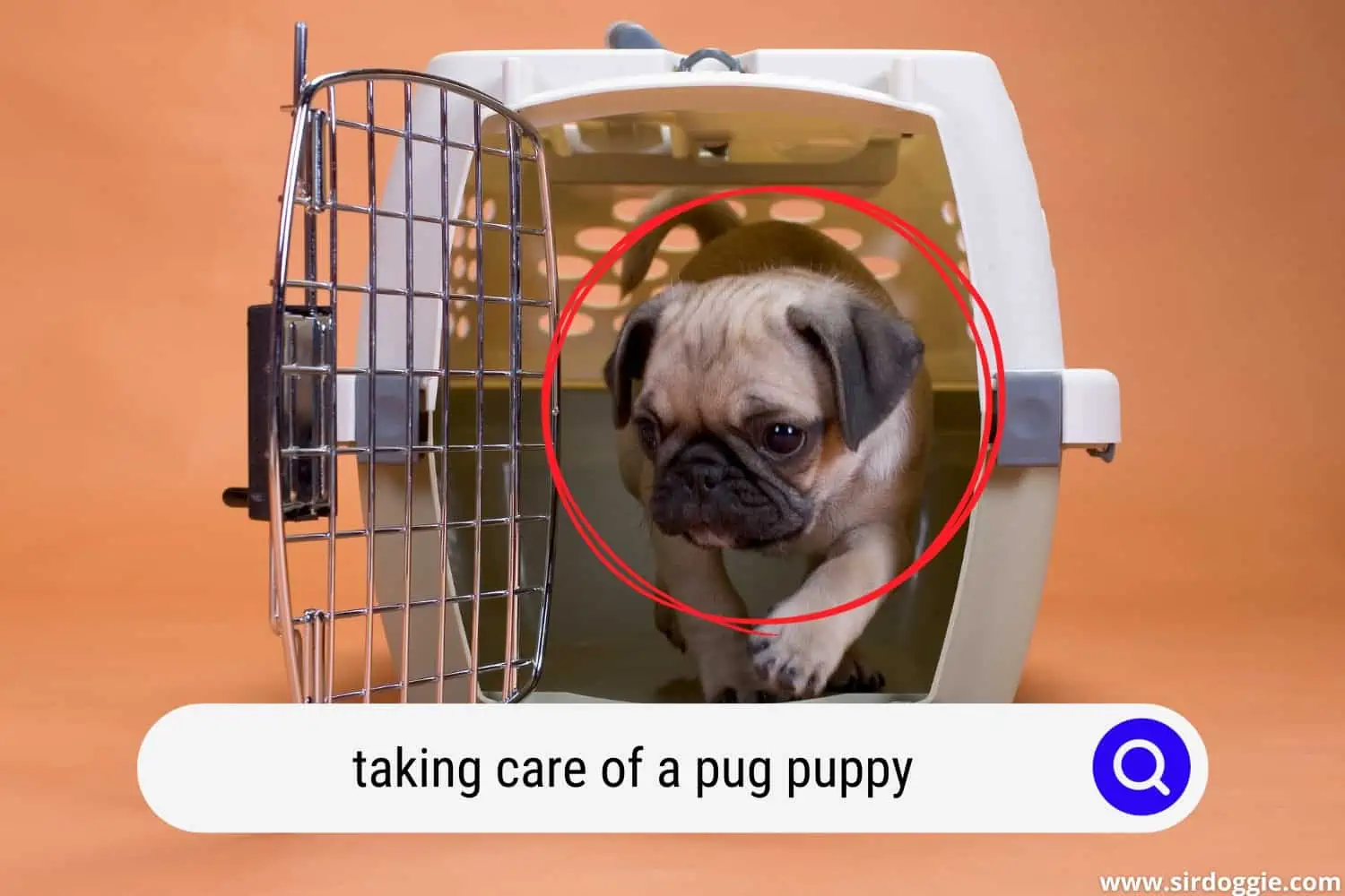 taking care of a pug puppy