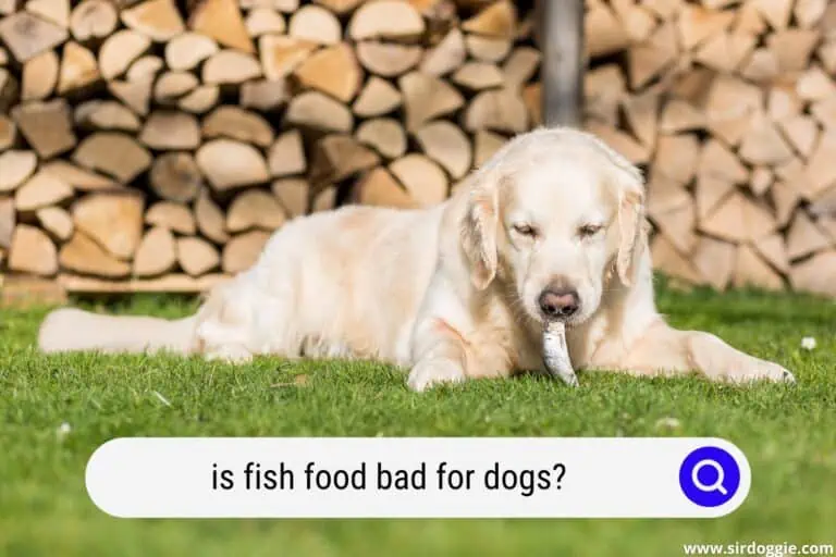 Is Fish Food Bad For Dogs?