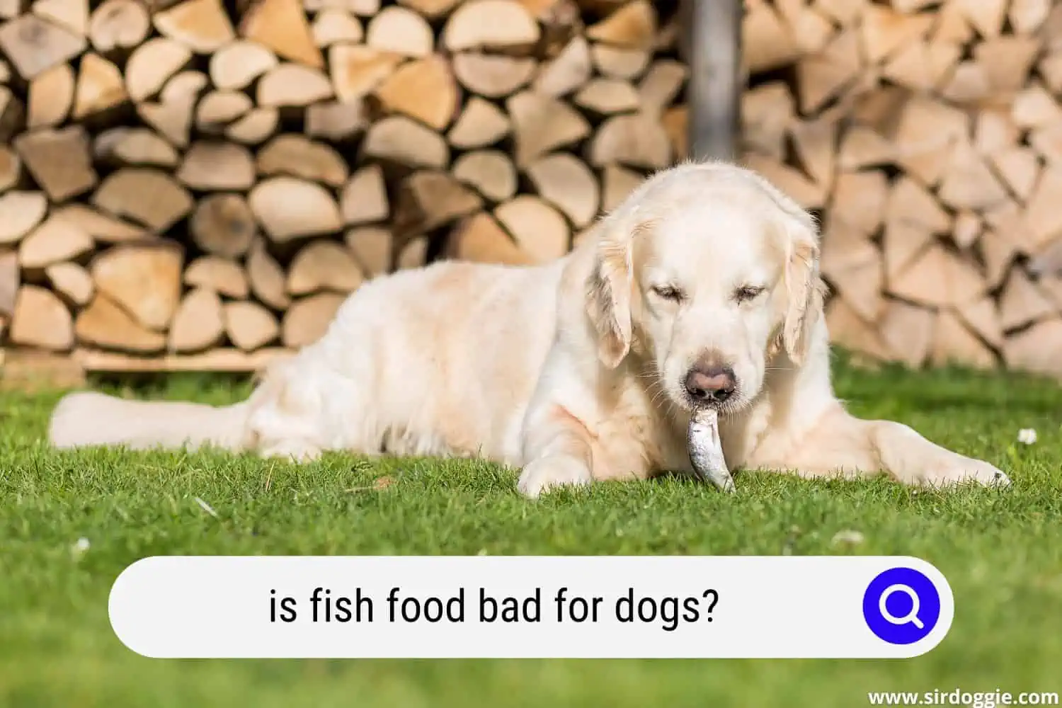 is fish food bad for dogs