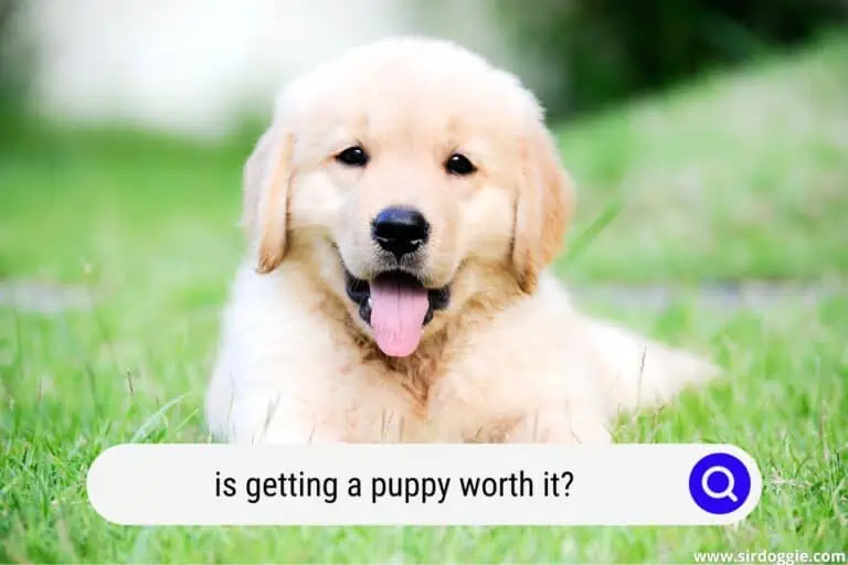Is Getting a Puppy Worth It? Read This First!
