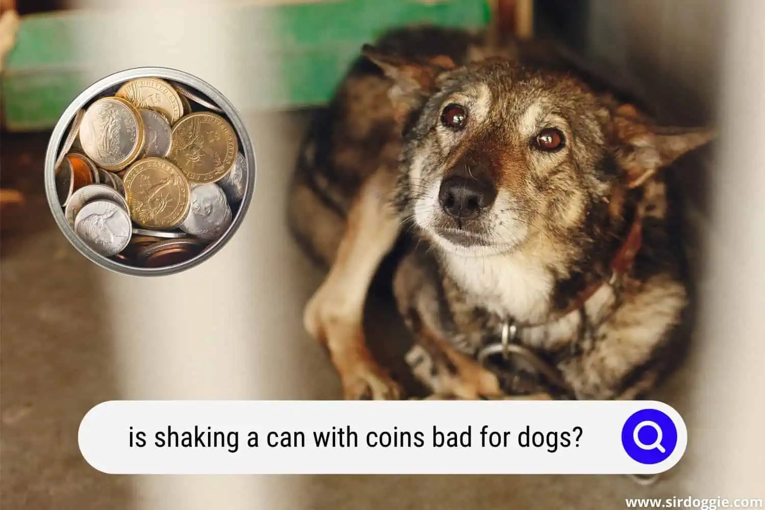 is shaking a can with coins bad for dogs