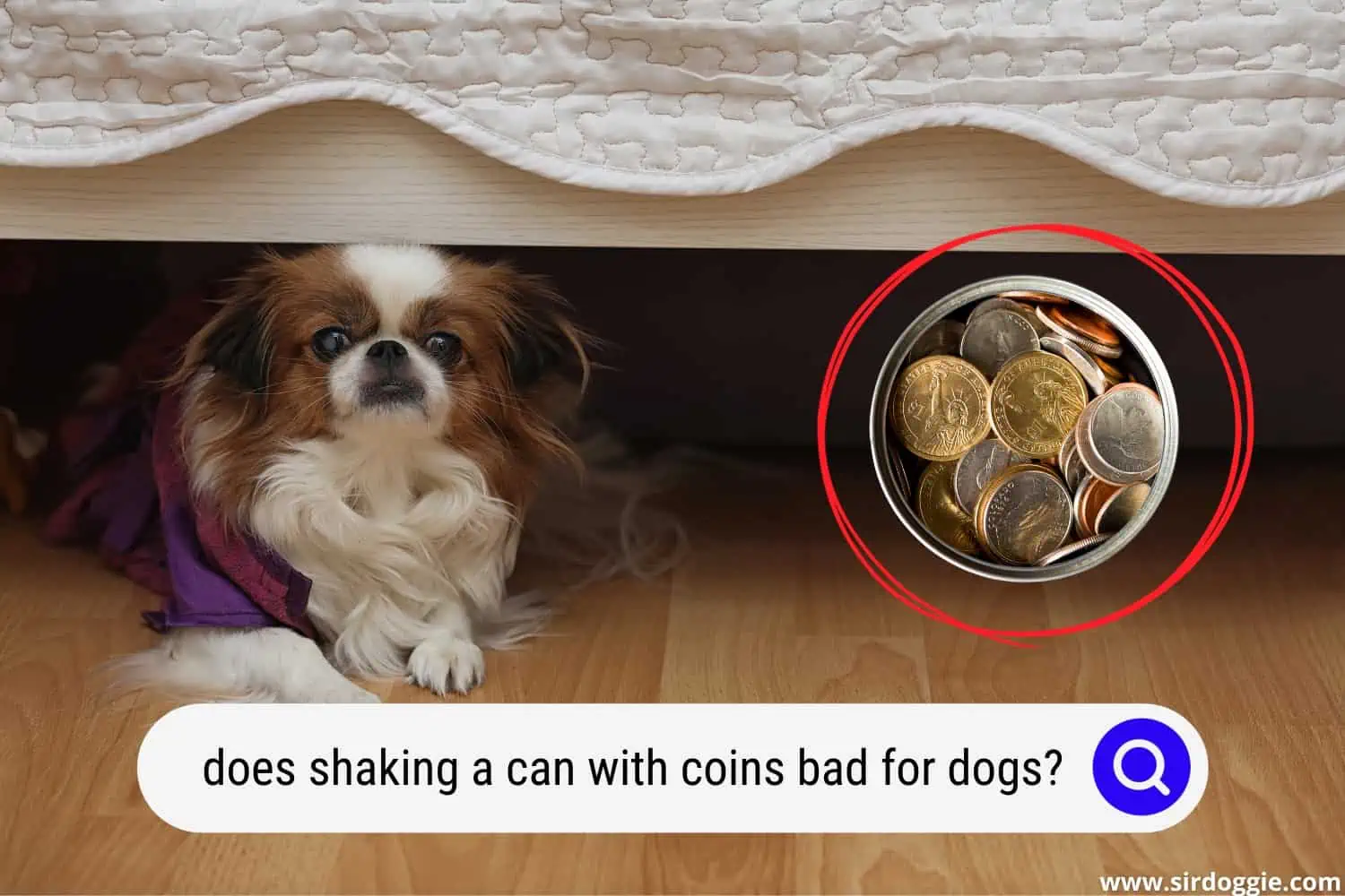 does shaking a can with coins bad for dogs