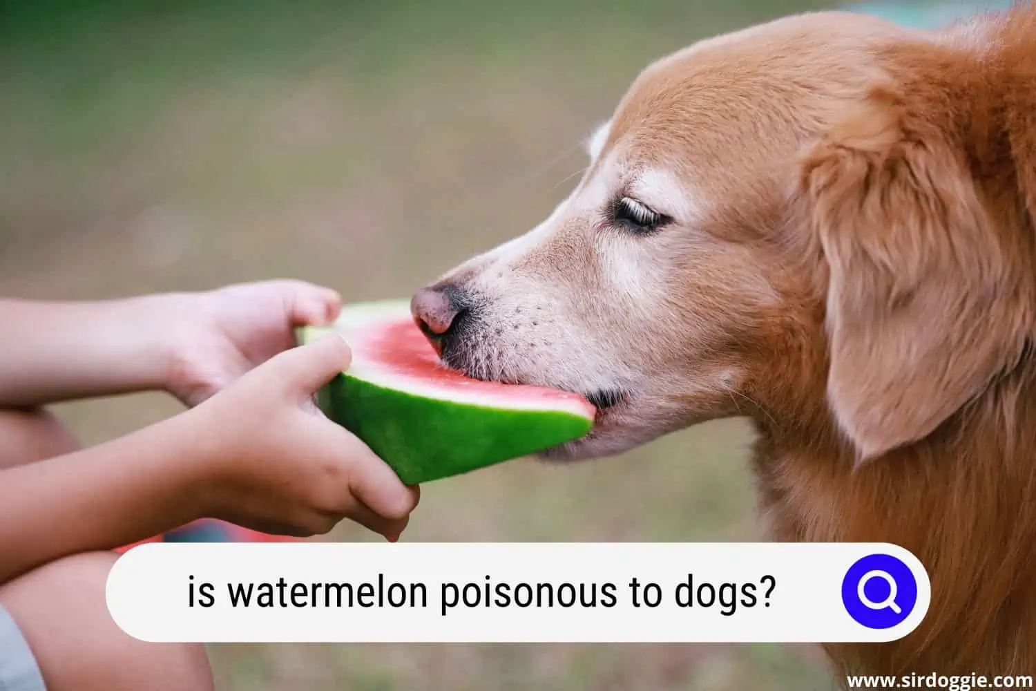 is watermelon poisonous to dogs