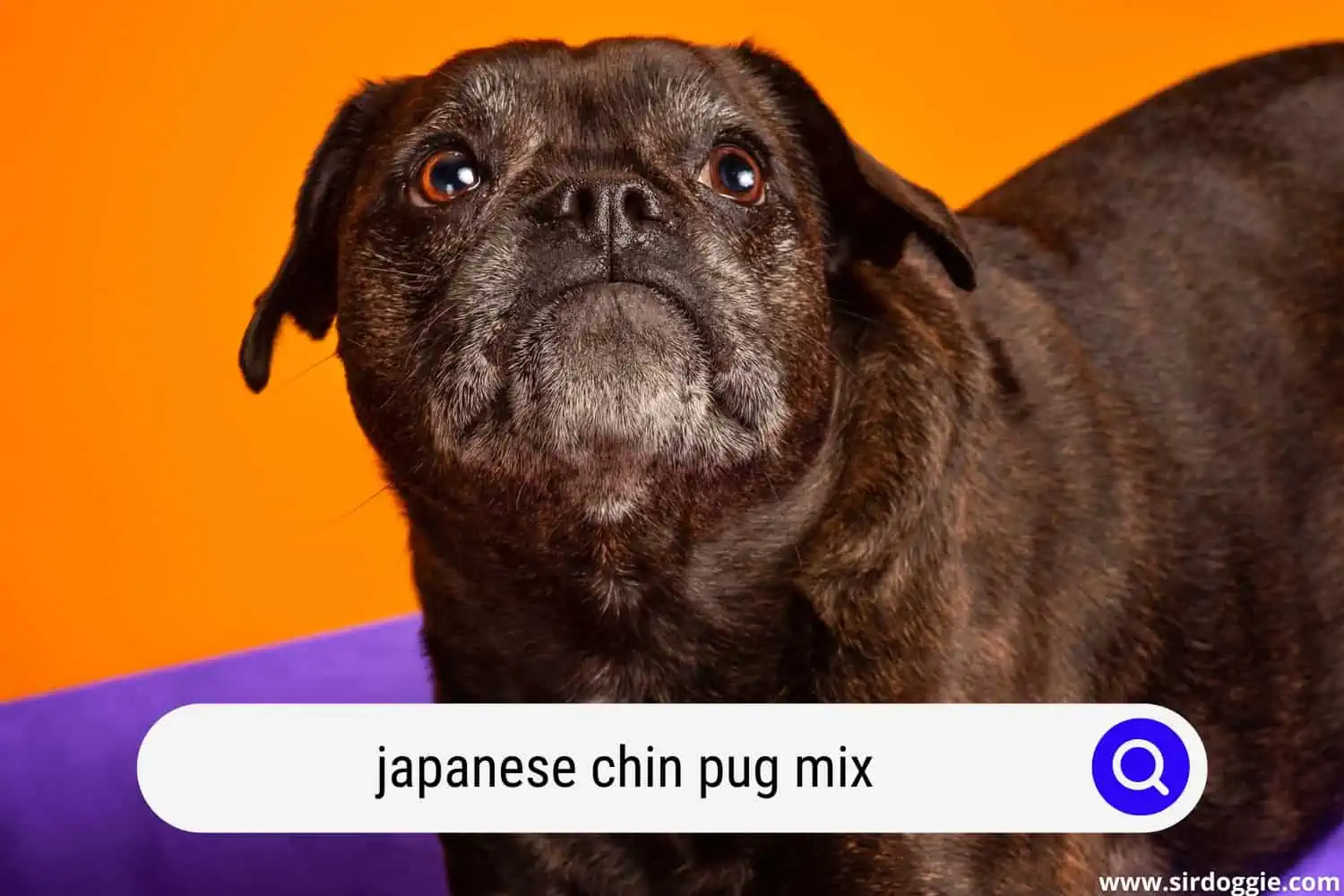 japanese chin pug mix