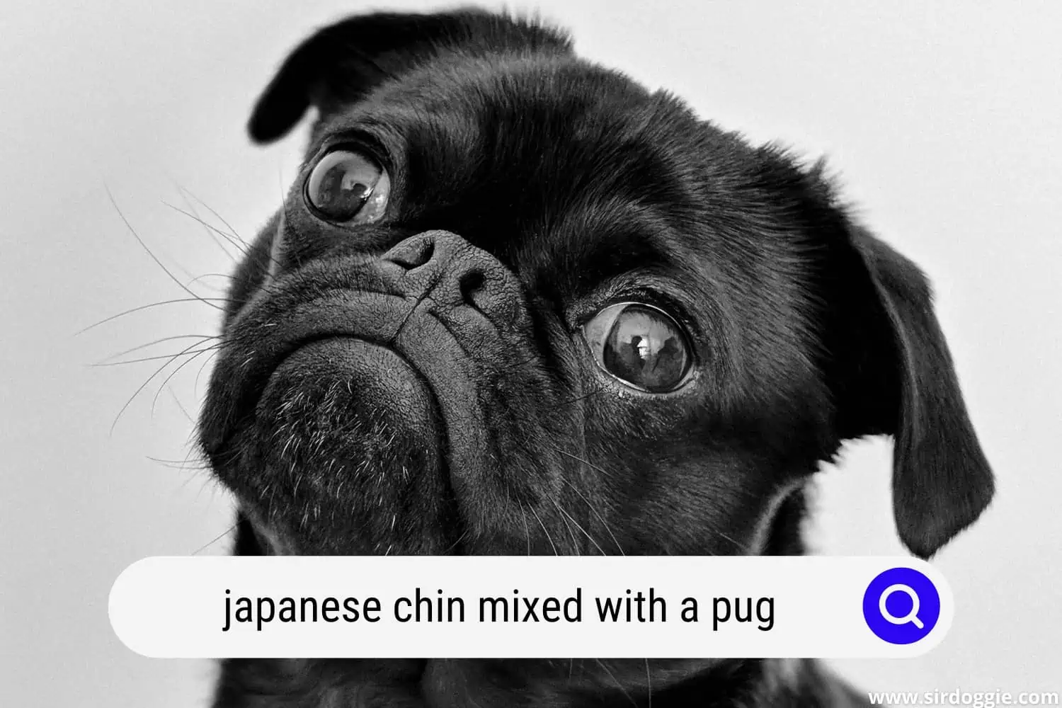 japanese chin mixed with a pug