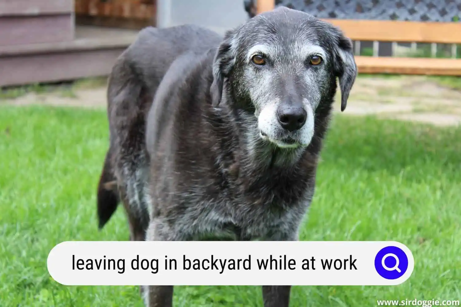 leaving dog in backyard while at work