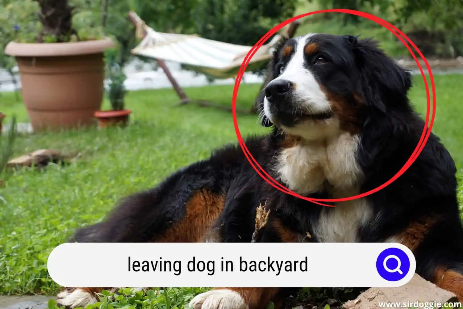 leaving dog in backyard