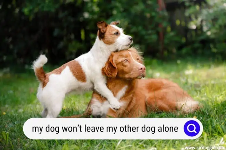 Why Won’t My Dog Leave My Other Dog Alone?