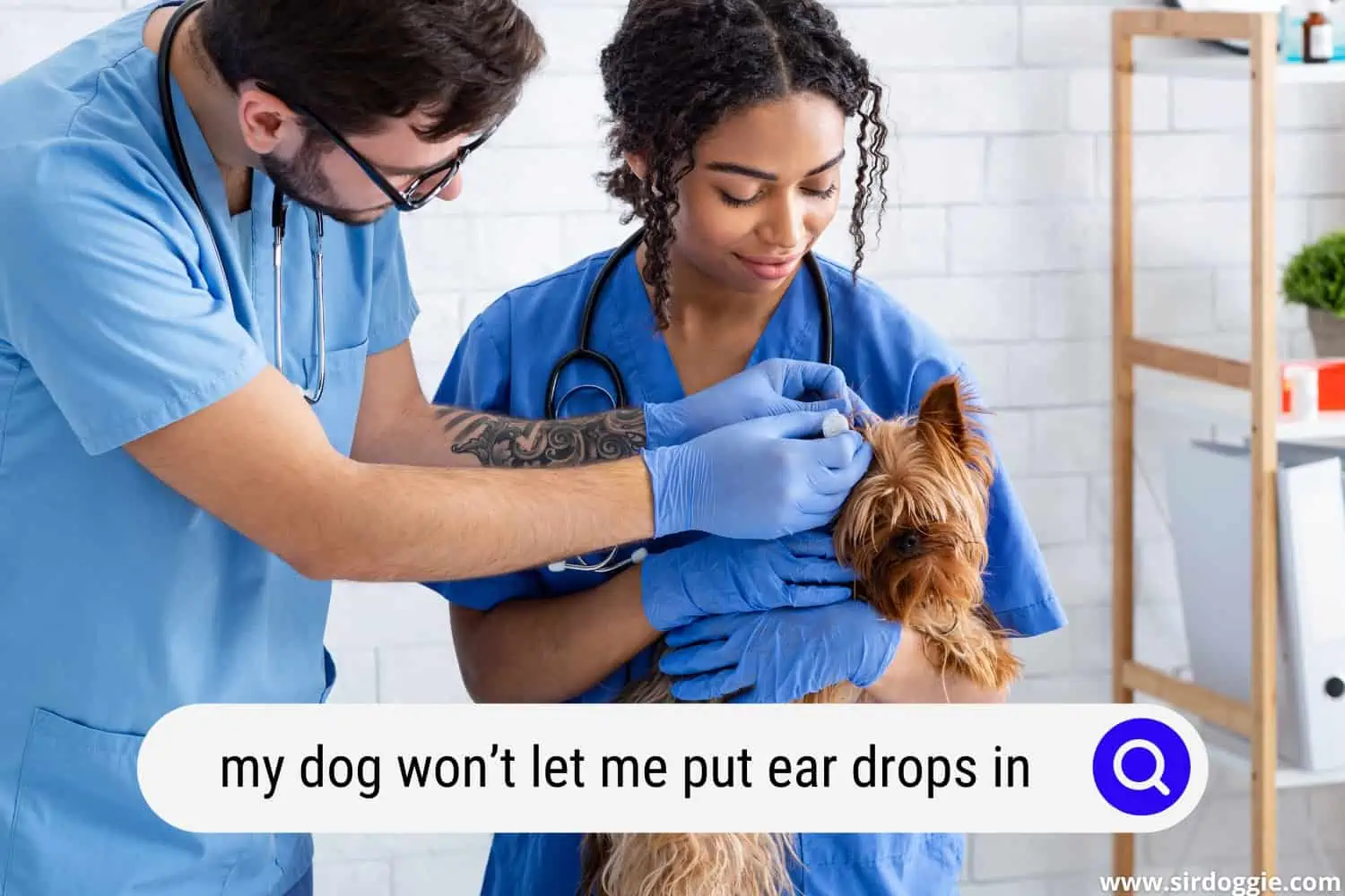 my dog wont let me put ear drops in