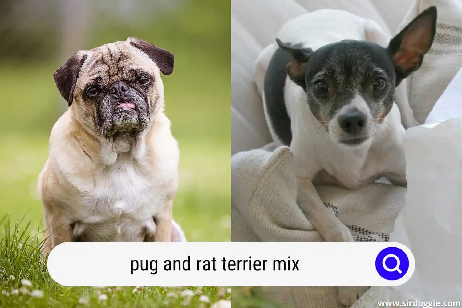 pug and rat terrier mix