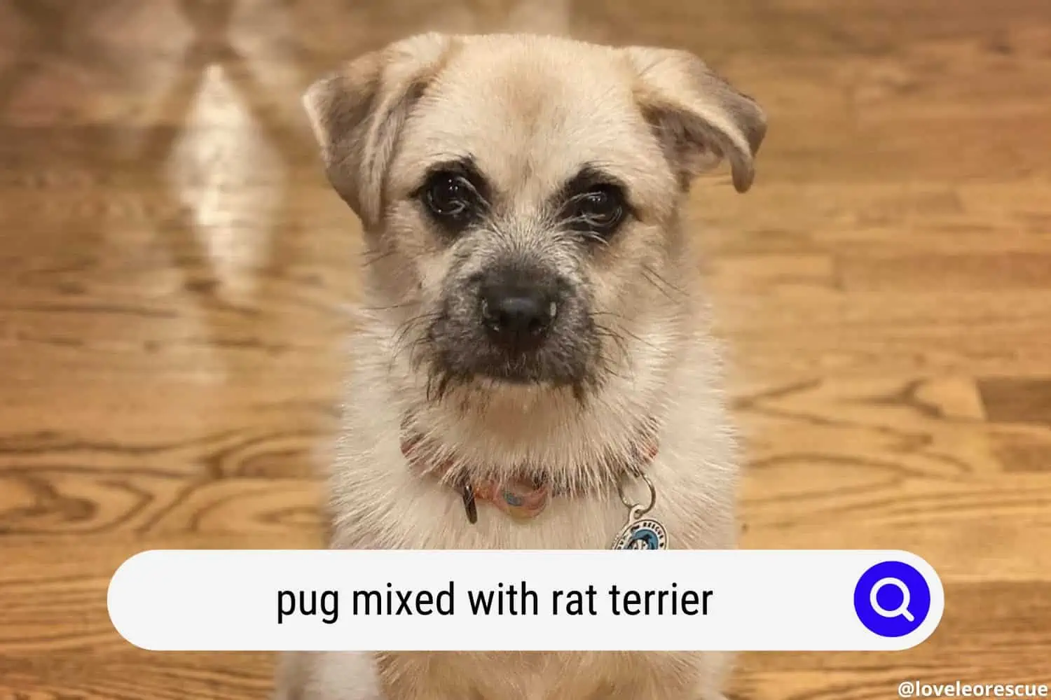 pug mixed with rat terrier