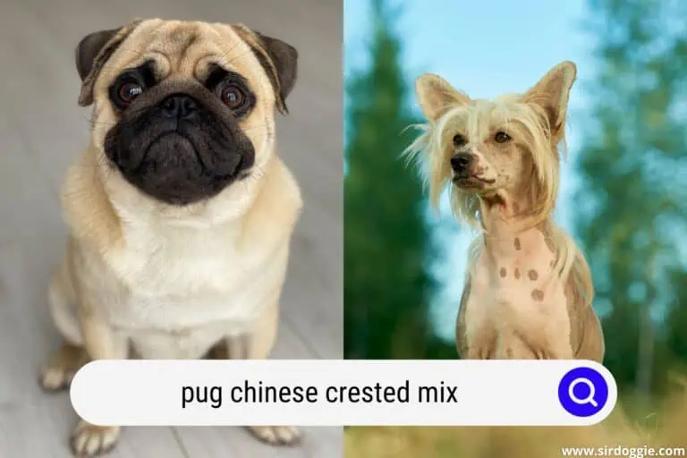 The Pug Chinese Crested Mix