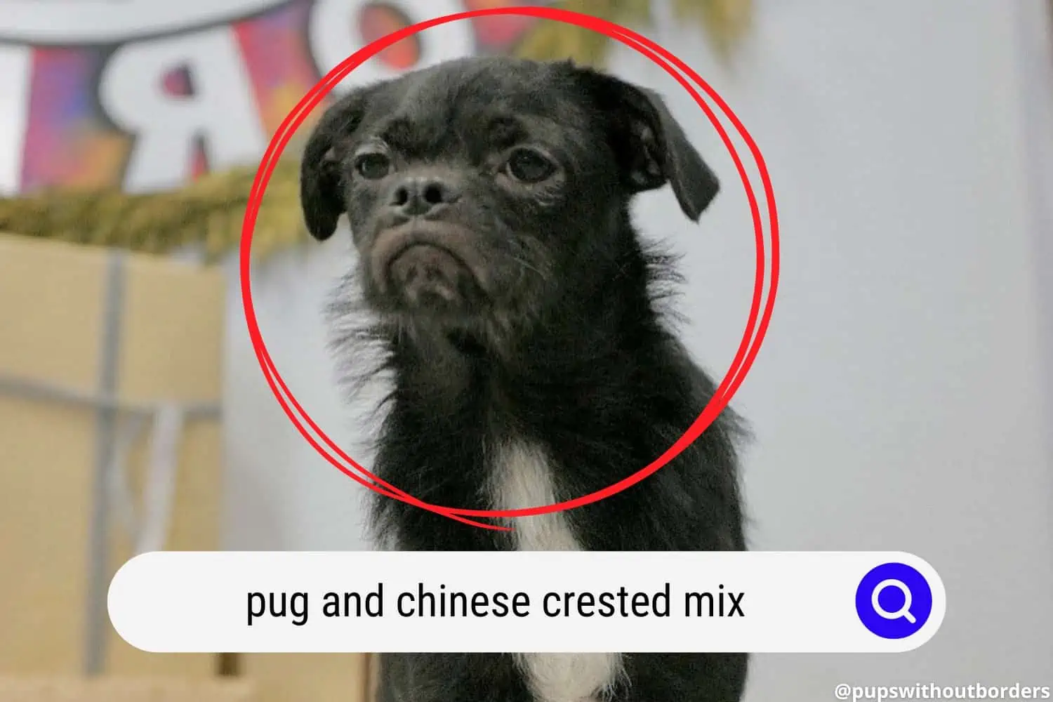 pug and chinese crested mix