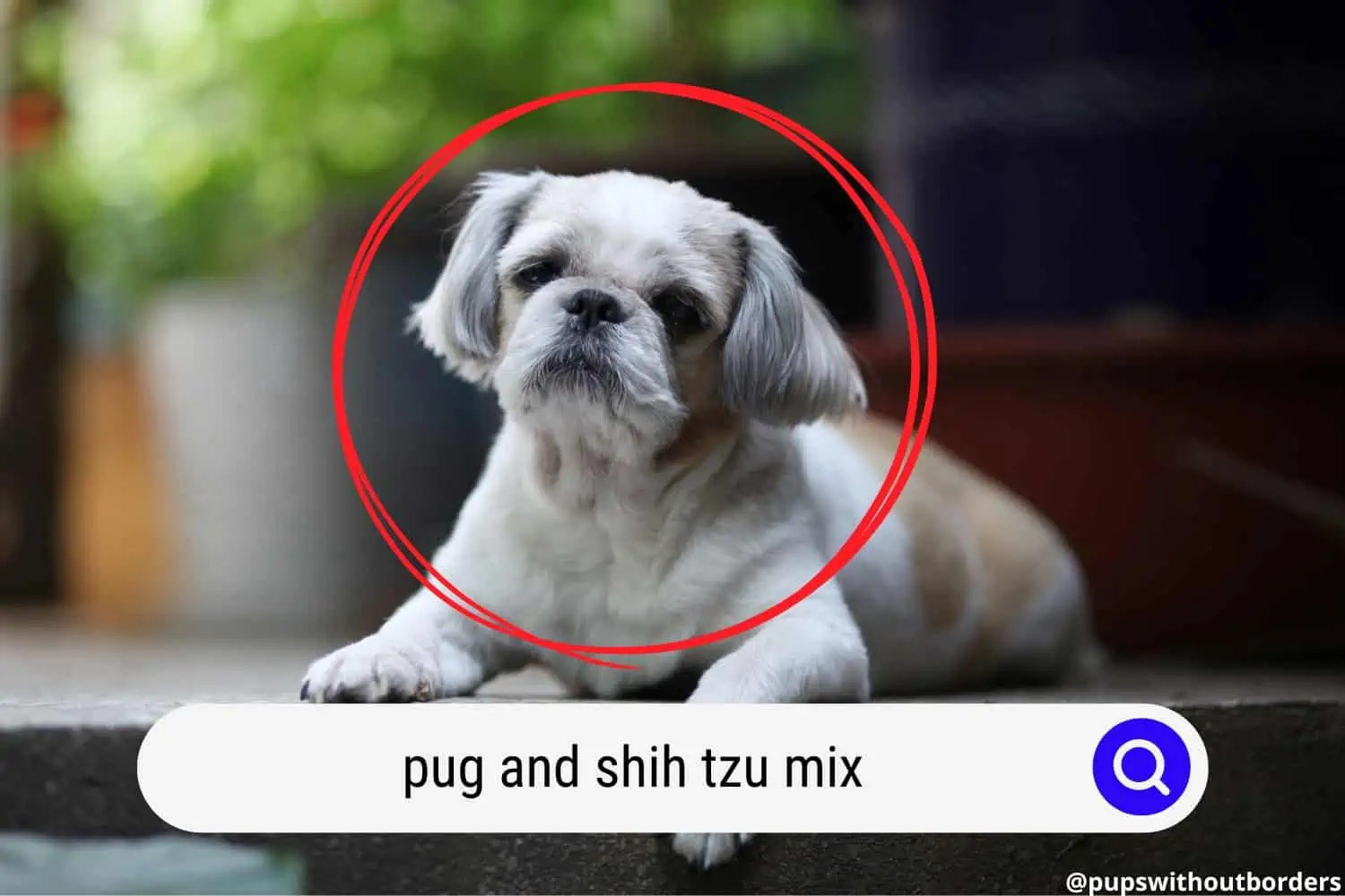 pug and shih tzu mix