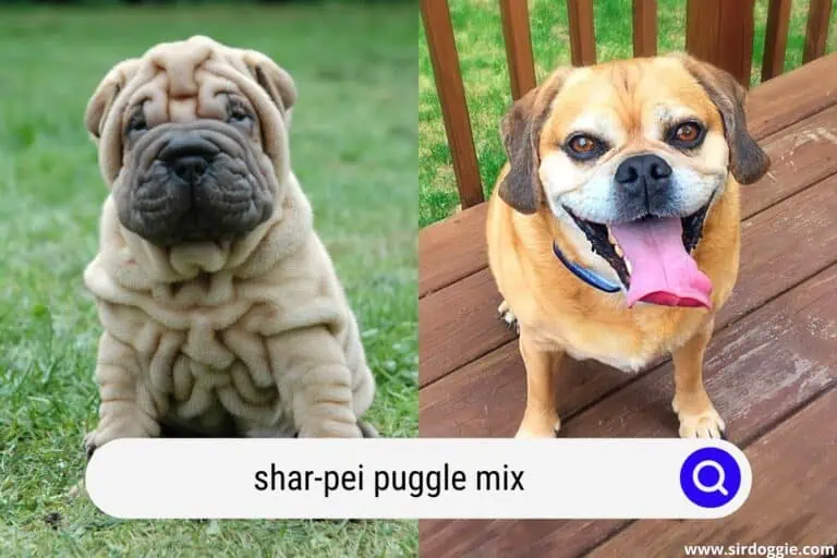 Shar-Pei Puggle Mix: A Loyal Wrinkled Guard