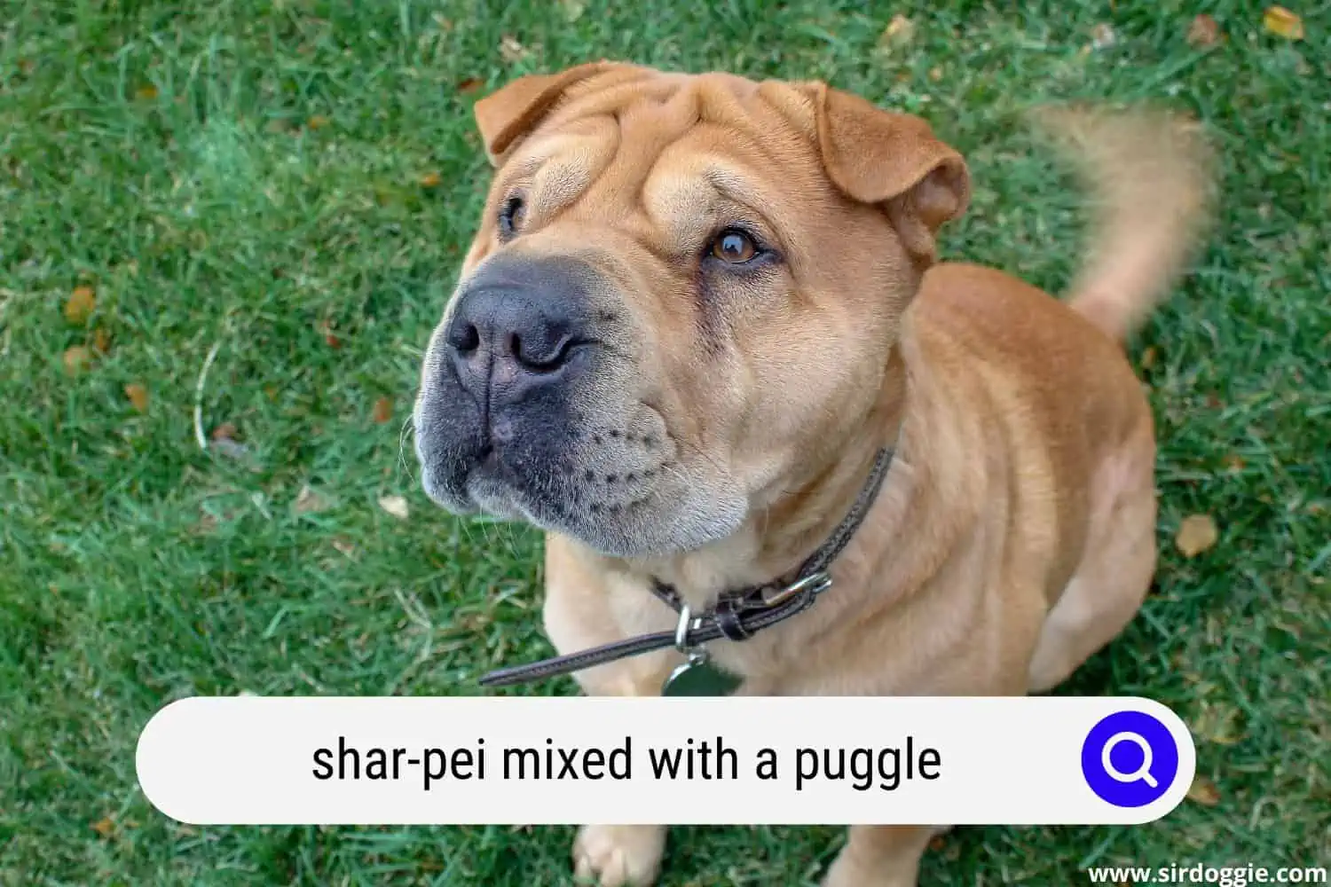 shar pei mixed with a puggle