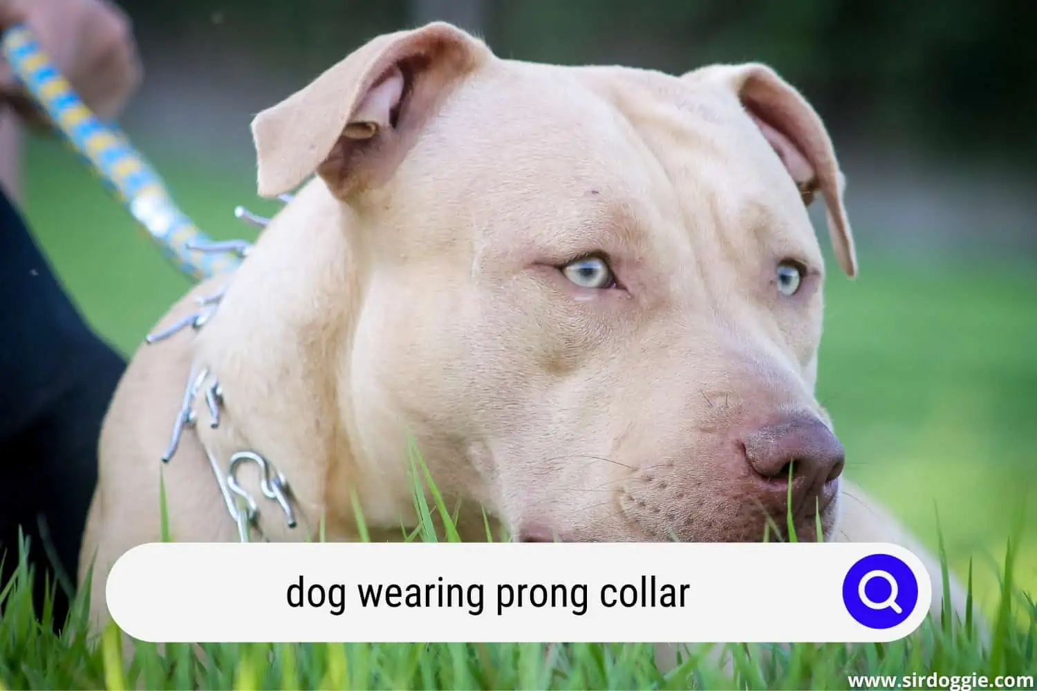 dog wearing prong collar