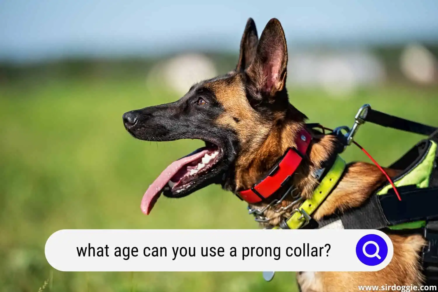 what age can you use a prong collar