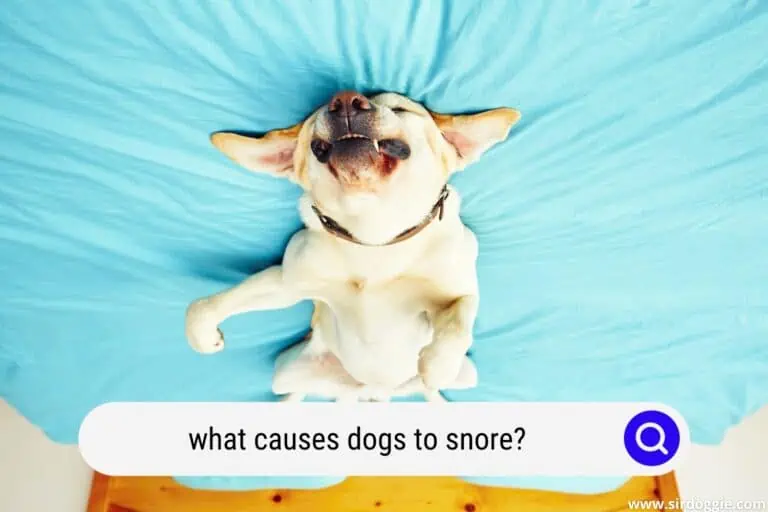 What Causes Dogs To Snore? The Main Causes and Ways To Deal With It