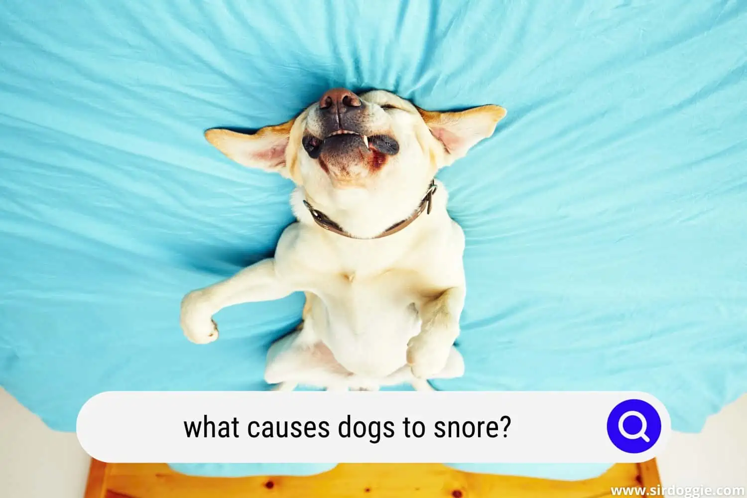 what causes dogs to snore