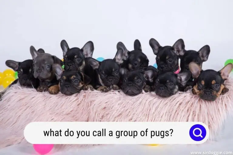 what do you call a group of pugs