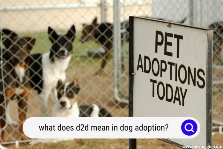 What Does D2D Mean in Dog Adoption?