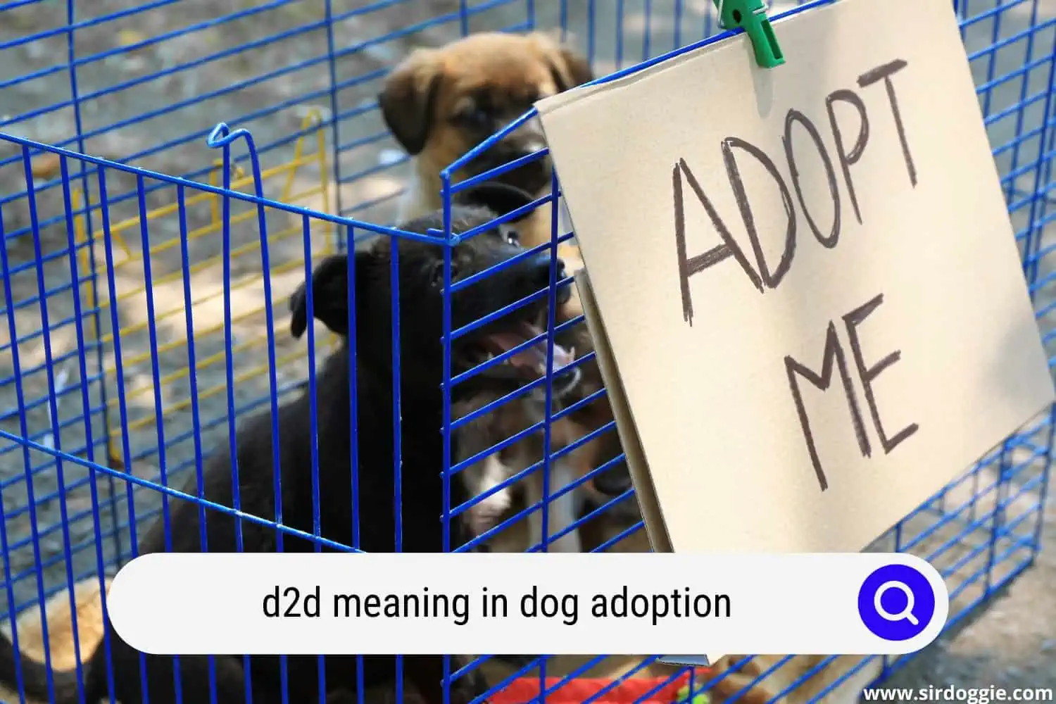what does d2d mean in dog adoption