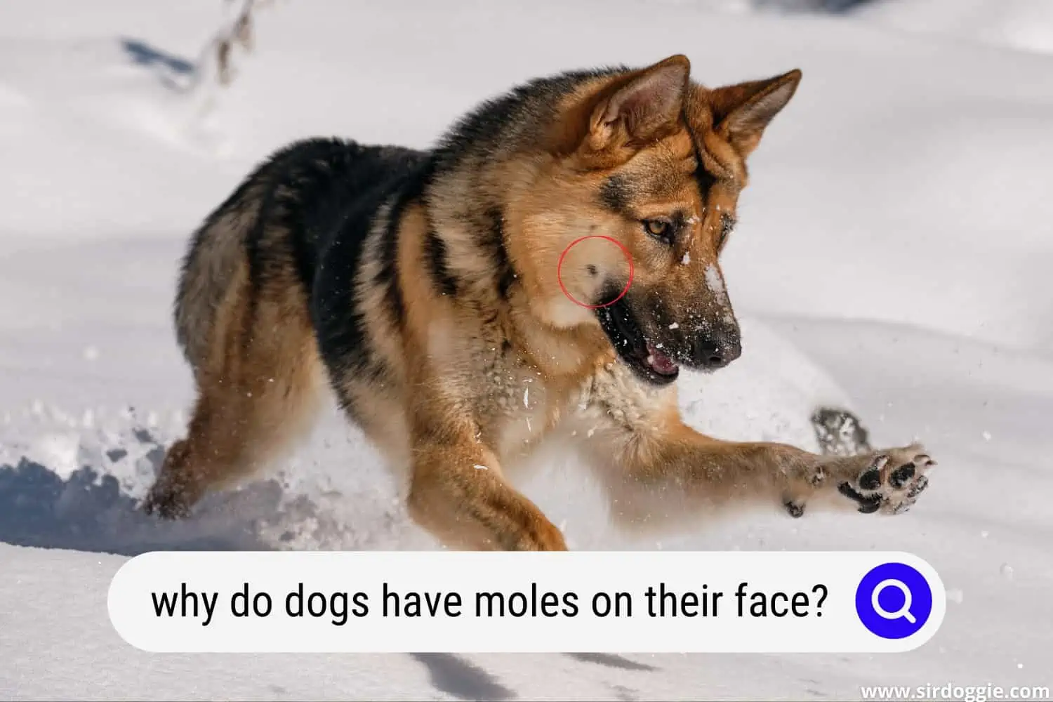 why do dogs have moles on their face