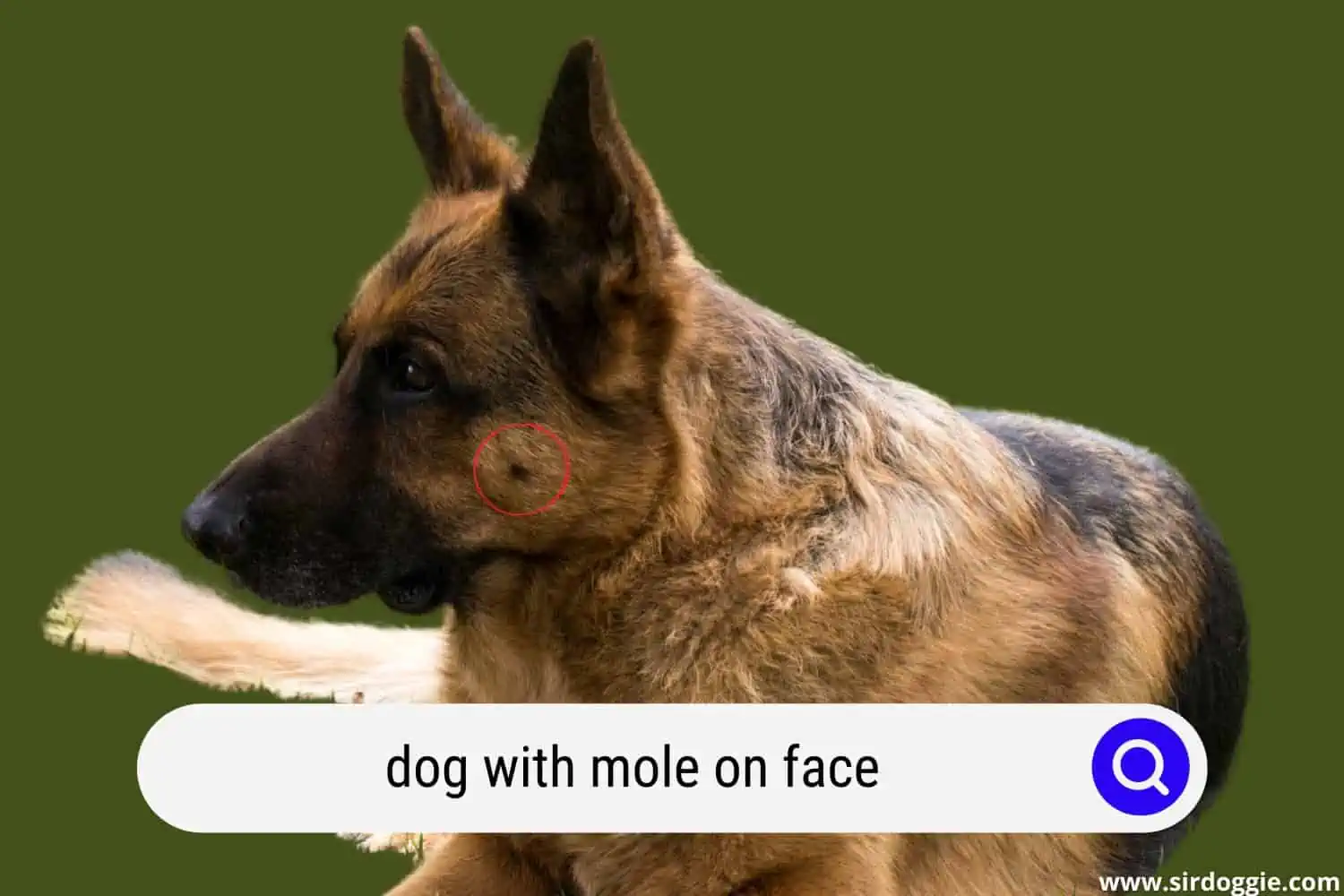 dog with mole on face