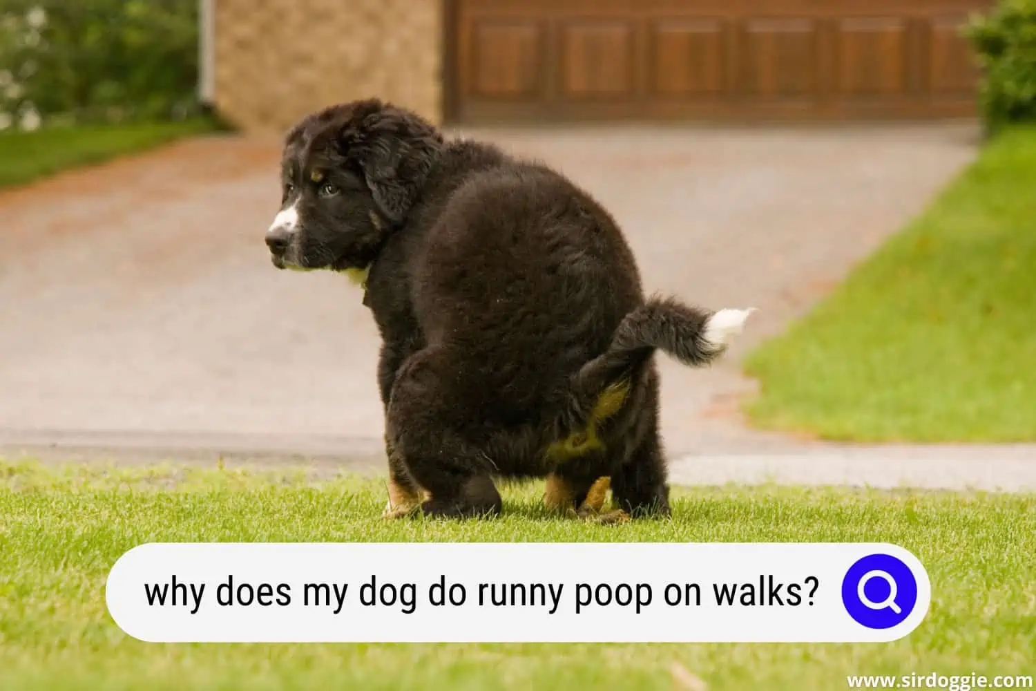 why does my dog do runny poop on walks