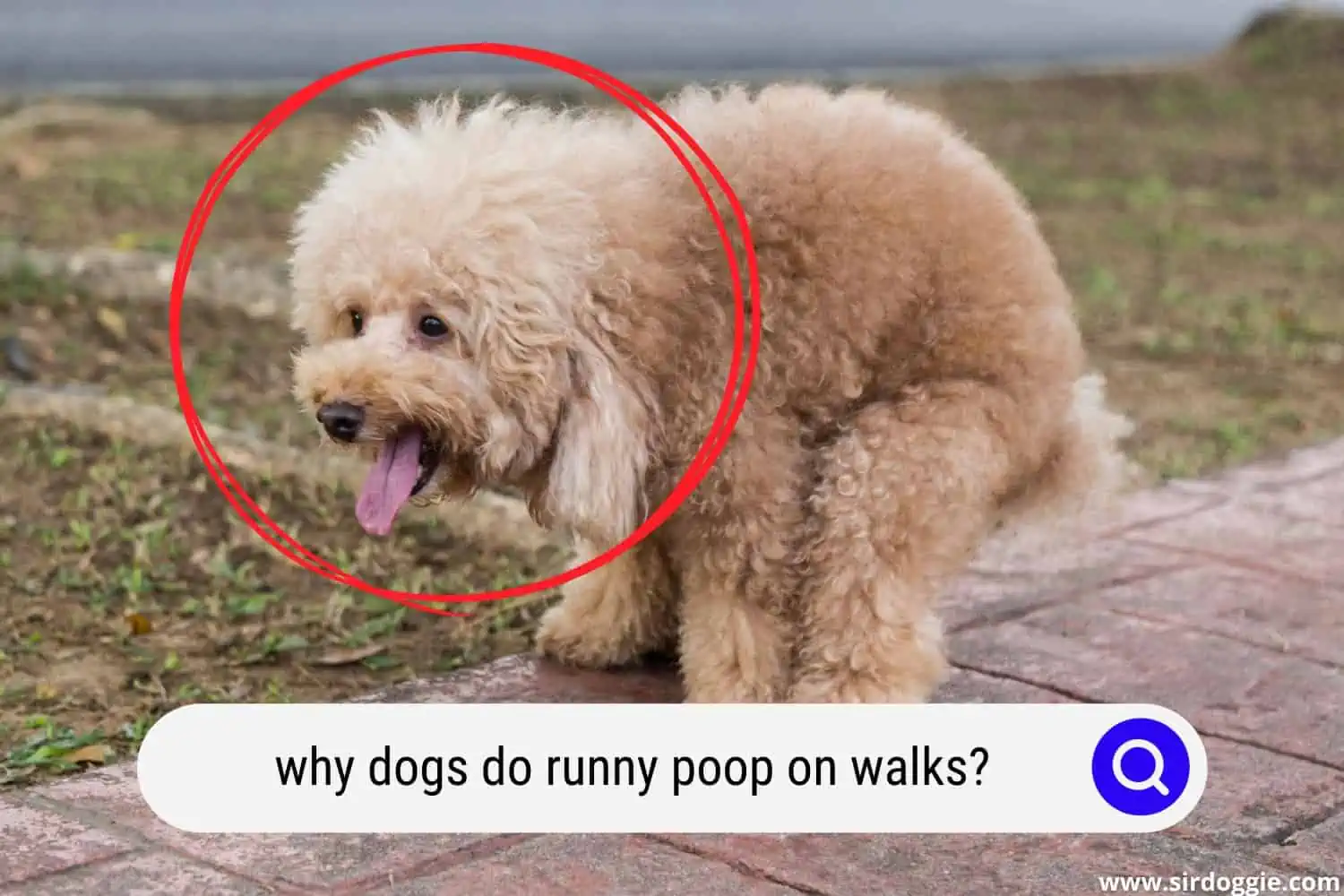 why dogs do runny poop on walks