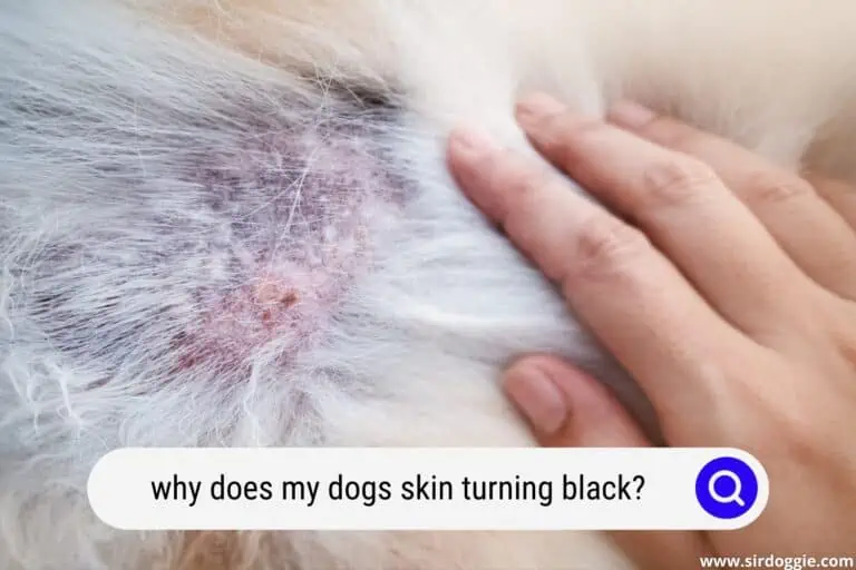Why Does My Dog’s Skin Turning Black: Is There A Reason To Worry?