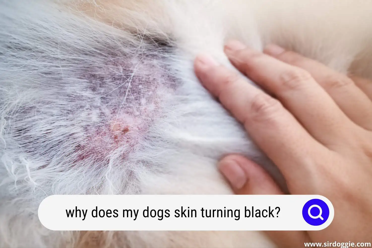 why does my dogs skin turning black