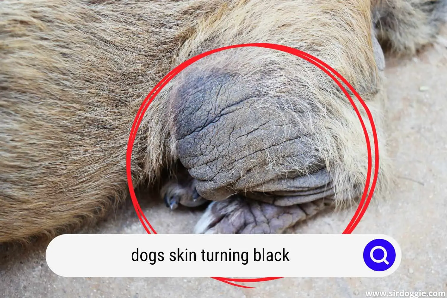 dogs skin turning black