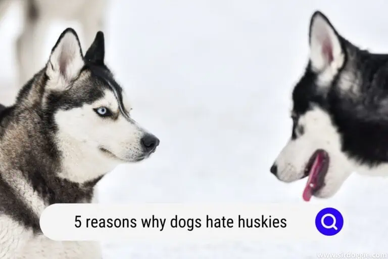 5 Reasons Why Dogs Hate Huskies