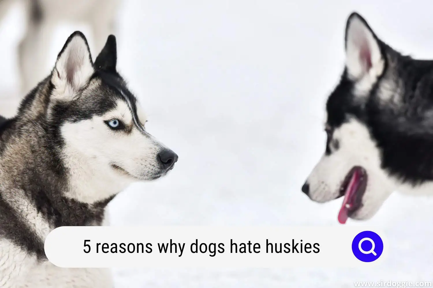why dogs hate huskies