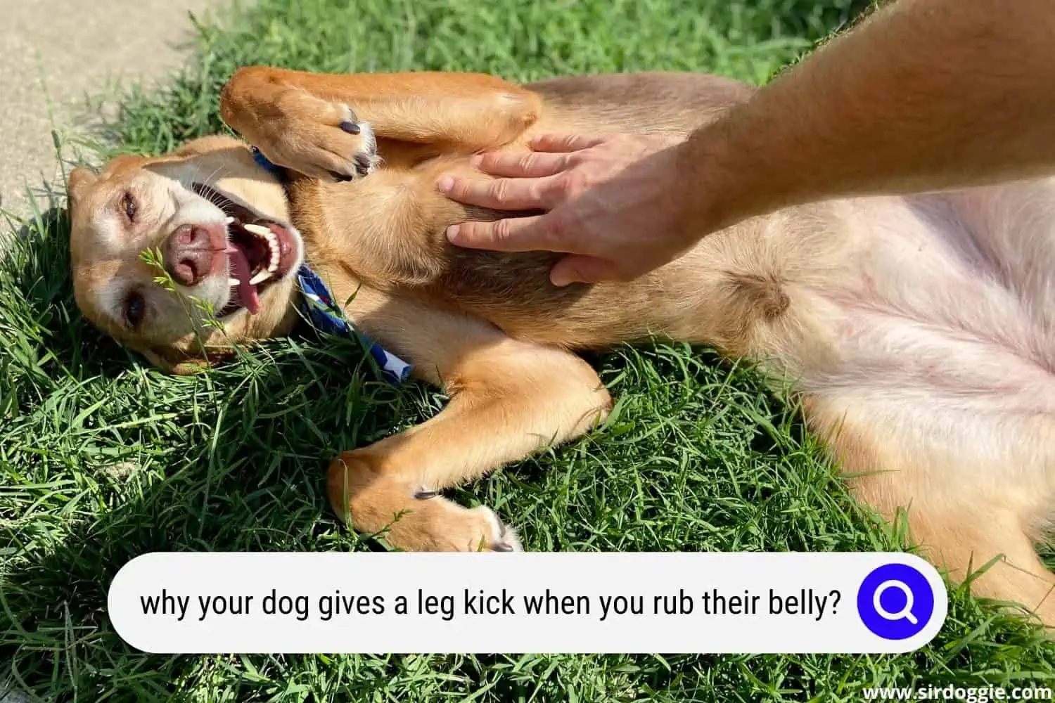 why your dog gives a leg kick when you rub their belly