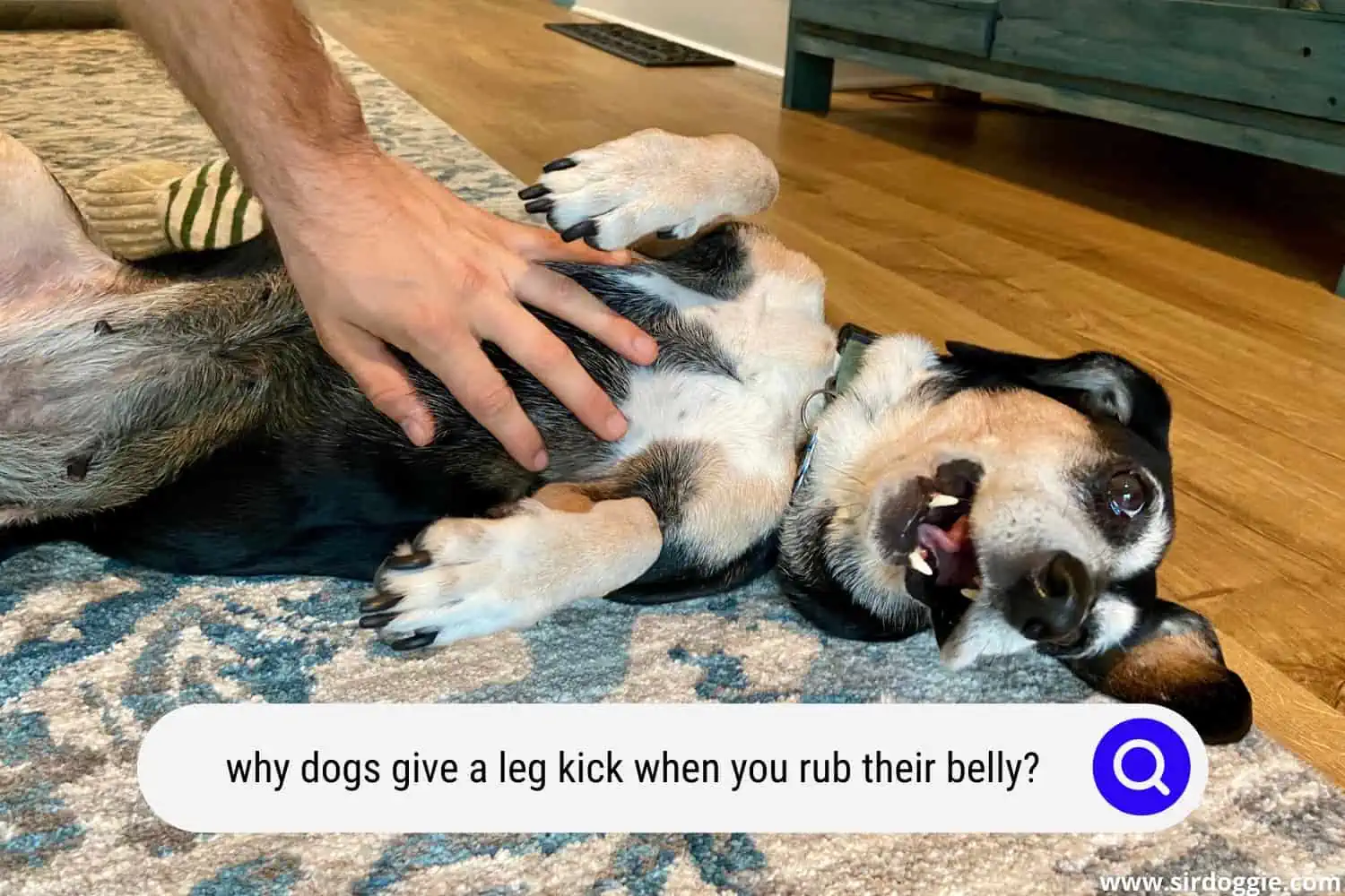 why dogs give a leg kick when you rub their belly