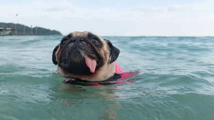 Do Pugs Like Water