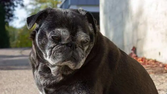 Pug’s age span is normally about 13-15 years on average