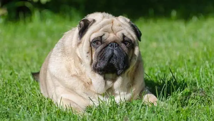 Pugs are very prone to developing obesity