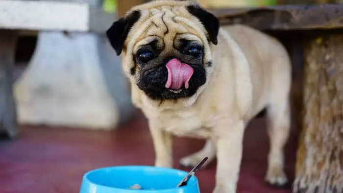 How Often Do I Feed A Pug Puppy? - SirDoggie.com