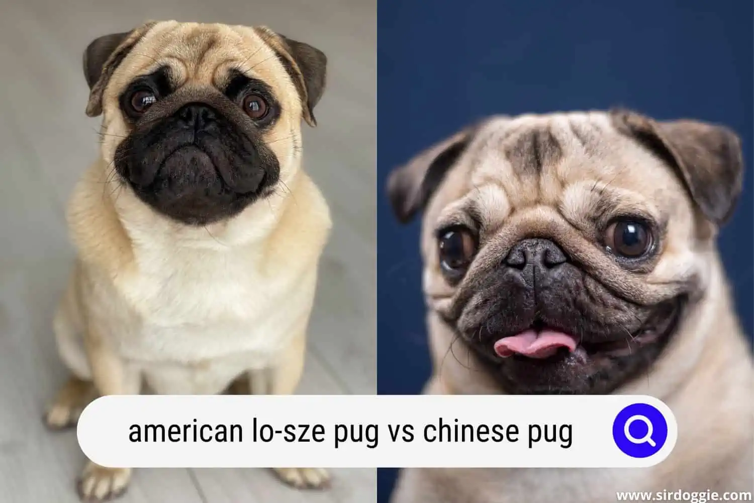 american lo sze pug vs chinese pug
