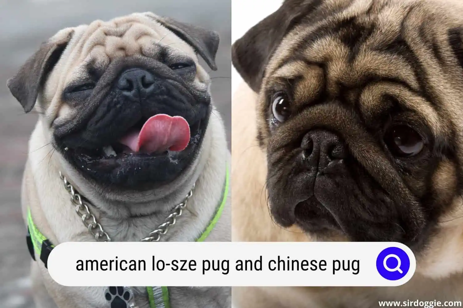 american lo sze pug and chinese pug