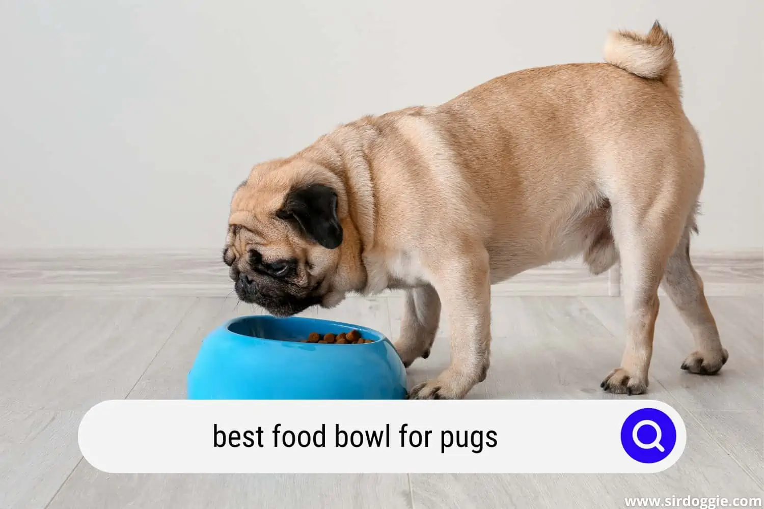 best food bowl for pugs