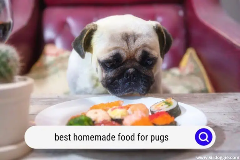 The Best Homemade Food For Pugs: Is It Better Than Pet Store Dog Food?