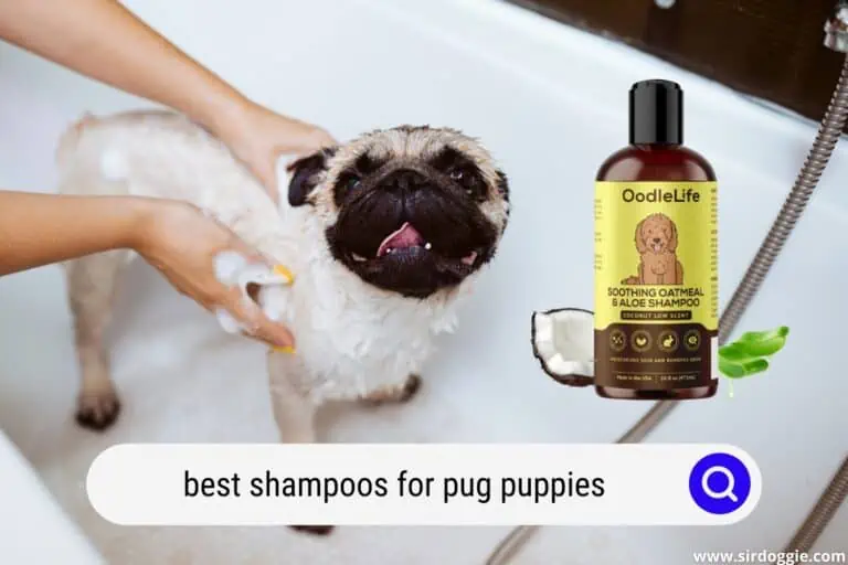 8 Best Shampoos For Pug Puppies and Dogs 2026