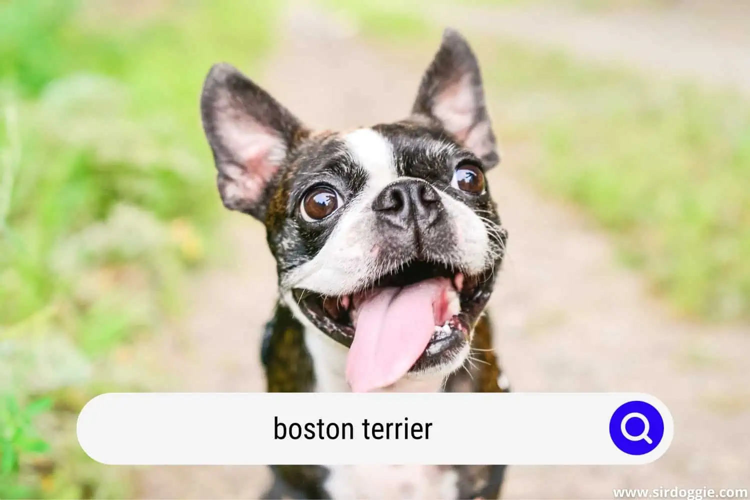 boston terrier